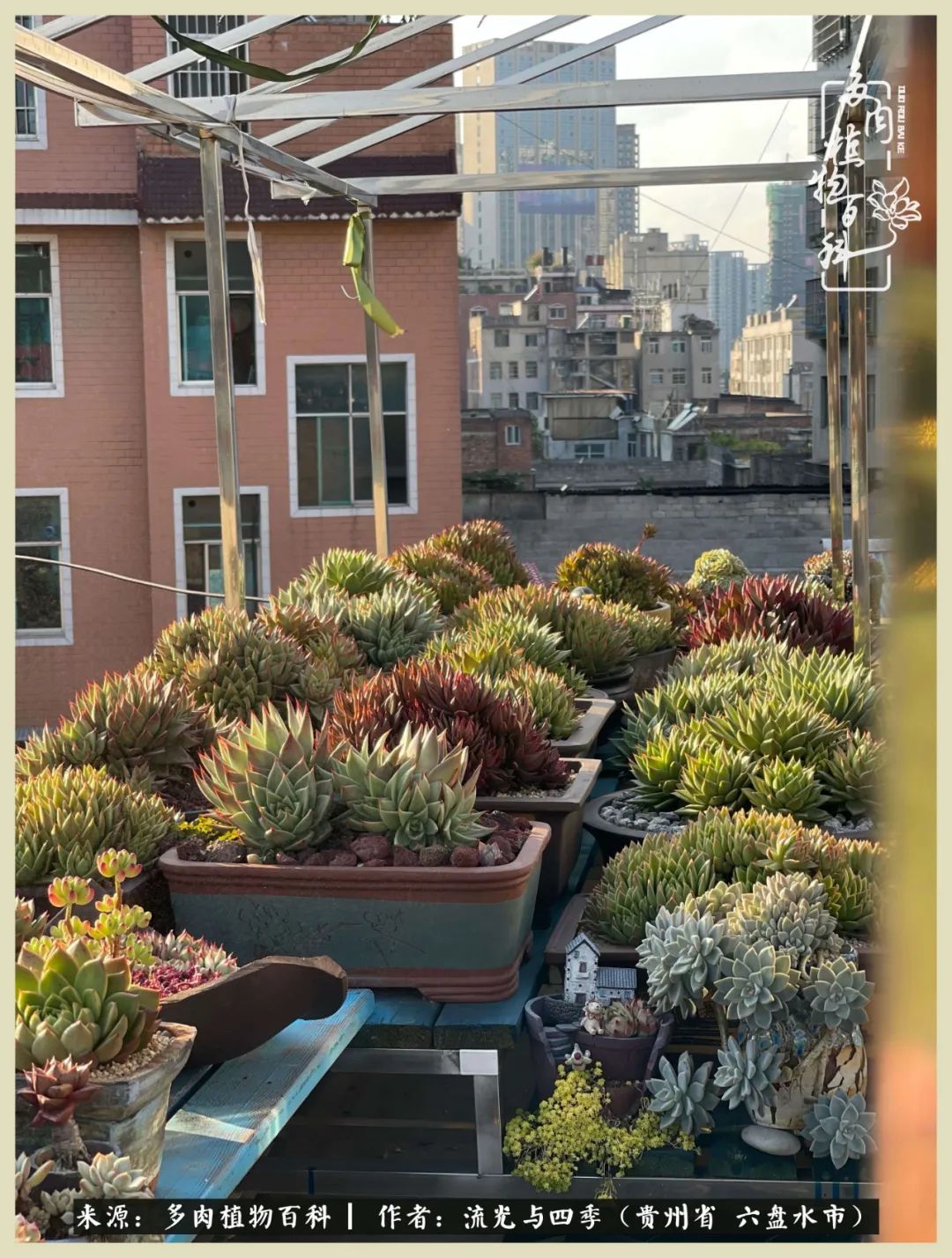 国庆假期你快乐吗？来，凉都美肉与你相伴一一小乌木的霸气东云