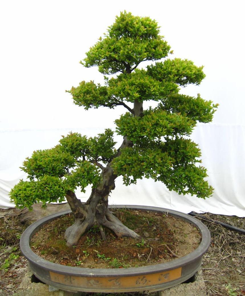 怎样养好雀梅的盆景,怎样养好雀梅盆景