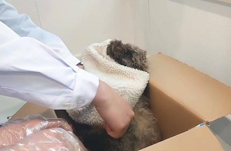 狗狗难产需注意什么,狗狗也会难产吗