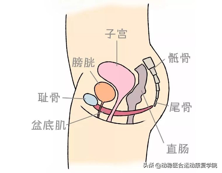 骨盆底肌不得不知的秘密（一）