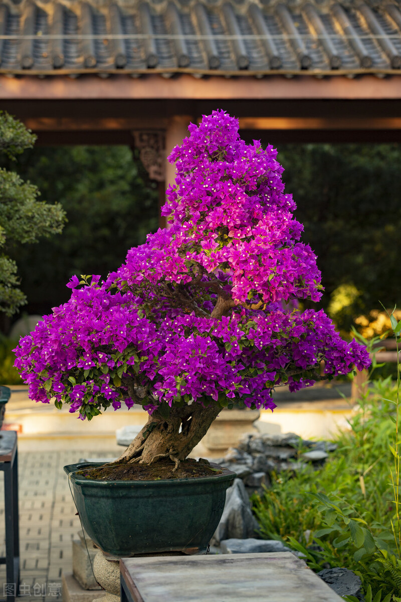 这三种花越养越值钱,这三种花千万不要养在家里