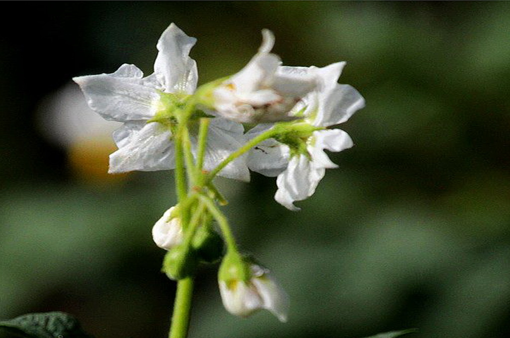 2021浜戝崡鍗佸ぇ鍚嶅搧,浜戝崡鍗佸ぇ鍚嶅搧