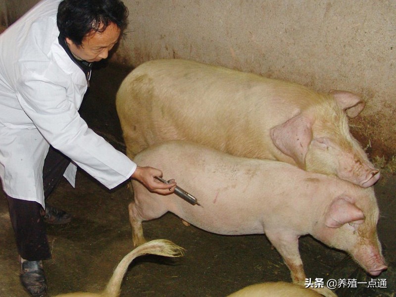 养猪10年的感悟,养猪经验分享视频