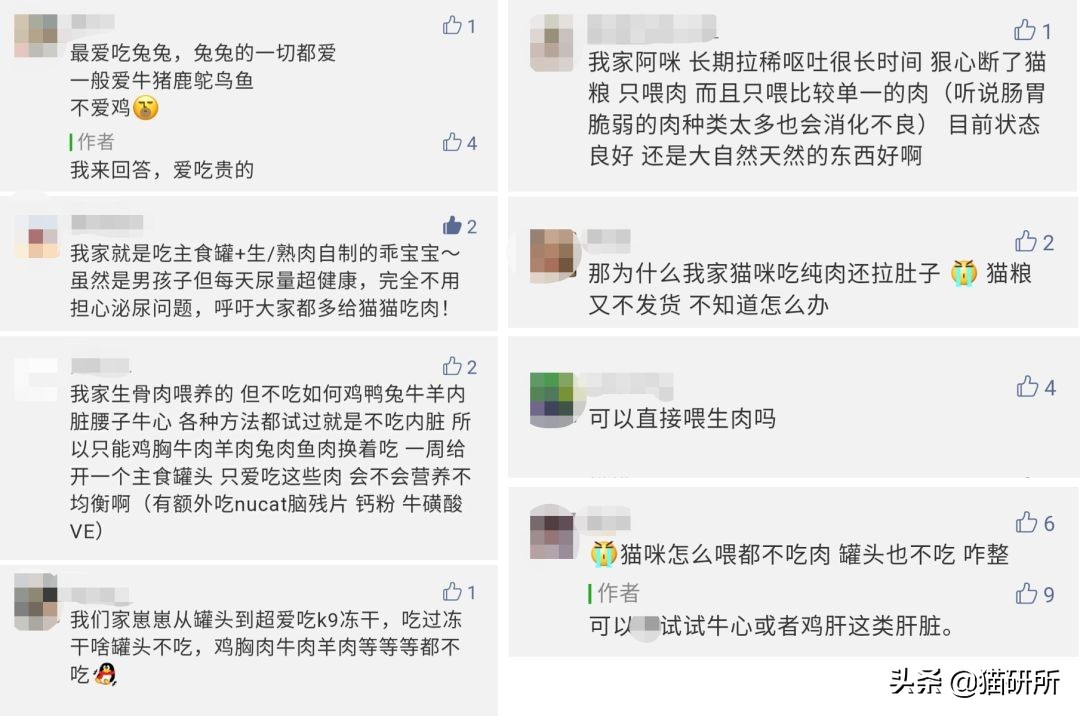 想喂猫咪食物猫咪害怕我们怎么办,新手养猫咪饮食都要注意哪些事项