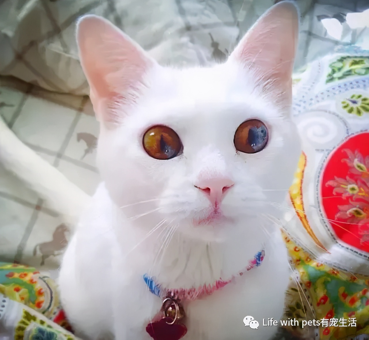 猫咪视力,猫咪的视力是什么样的