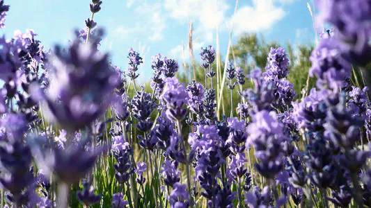 薰衣草的花语象征着爱吗英文,薰衣草的花语是啥