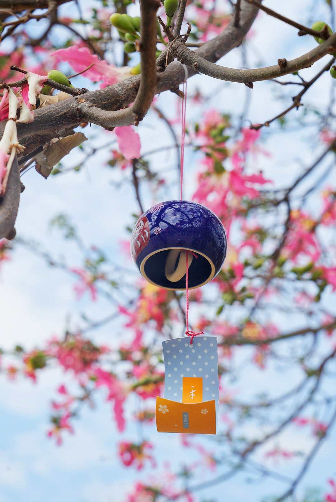 广州粉色浪漫花海,广东秋天粉色花海