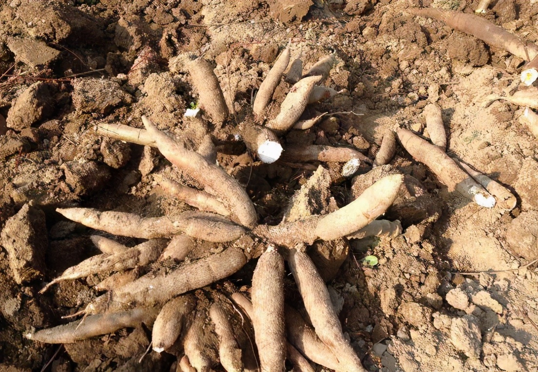 全株含毒的木薯，却被称为“淀粉之王”，养活全球6亿人