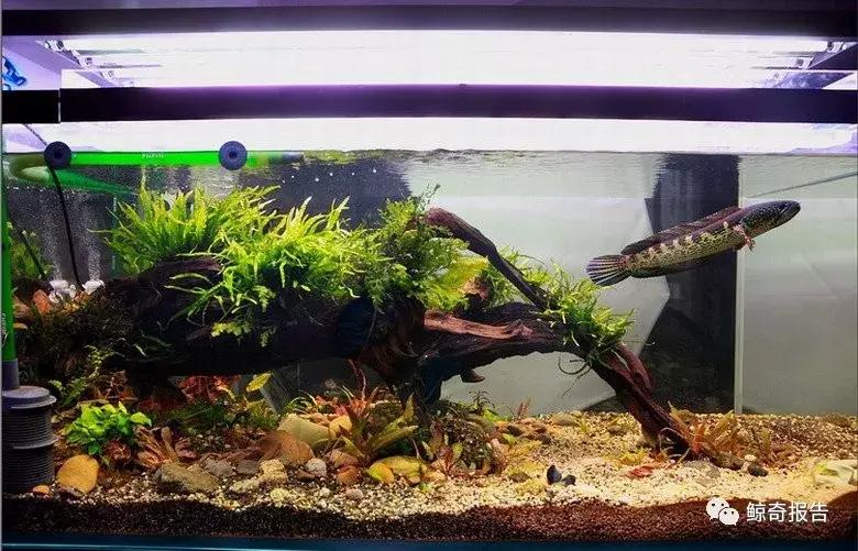 黄金眼镜蛇幼鱼饲养方法,饲养黄金眼镜蛇雷龙的温度是多少