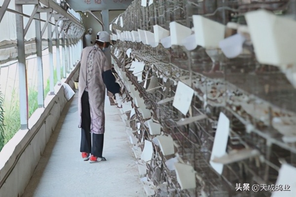 养肉鸽赚钱吗利润多少钱,养肉鸽赚钱不