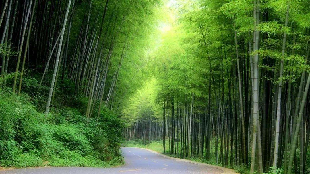 上新｜泡泡屋、树屋、竹苑，刷爆朋友圈的美宿又来了