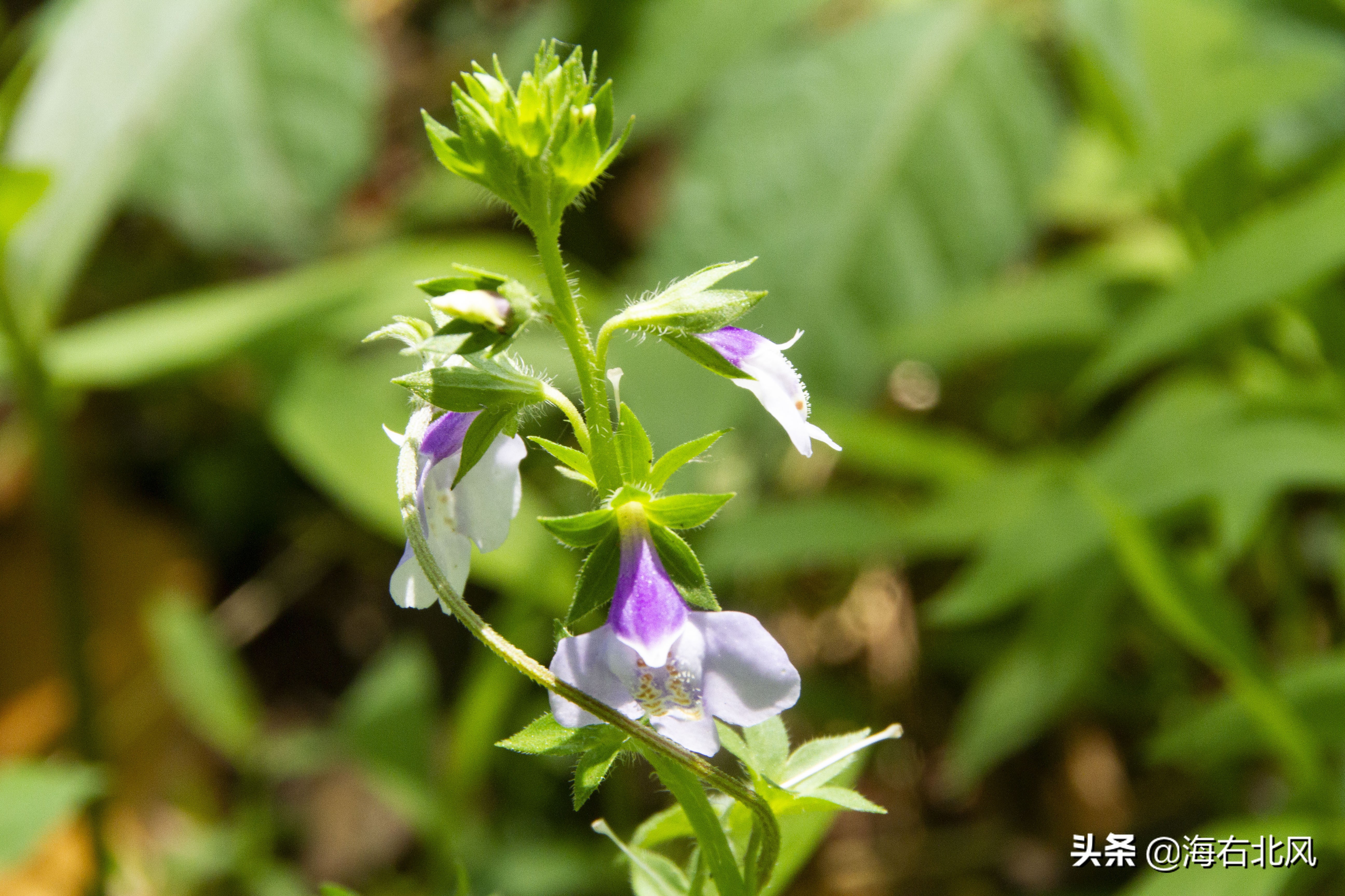 藕池镇有玩游戏的吗,藕塘周边一日游推荐