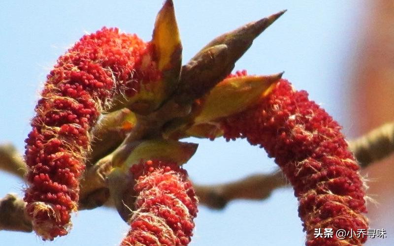 以前北方人拿来充饥，老一辈都吃过，如今20元1斤，农民却不卖