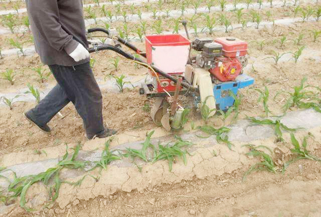 玉米五六个叶可以种什么,种植的玉米几片叶可以提苗