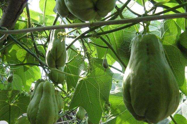 佛手瓜的根部叶片发黄是怎么回事,佛手瓜果实发黄怎么办