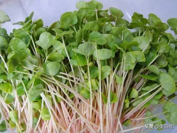 怎样在纸上种菜,纸上种菜的技术很简单