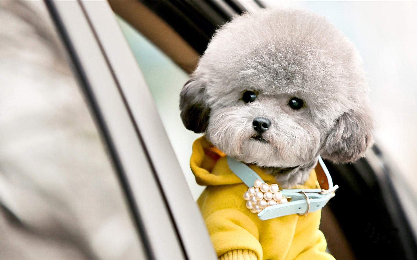 泰迪狗狗怎么才能养胖,泰迪狗狗偏瘦怎样喂才能长胖