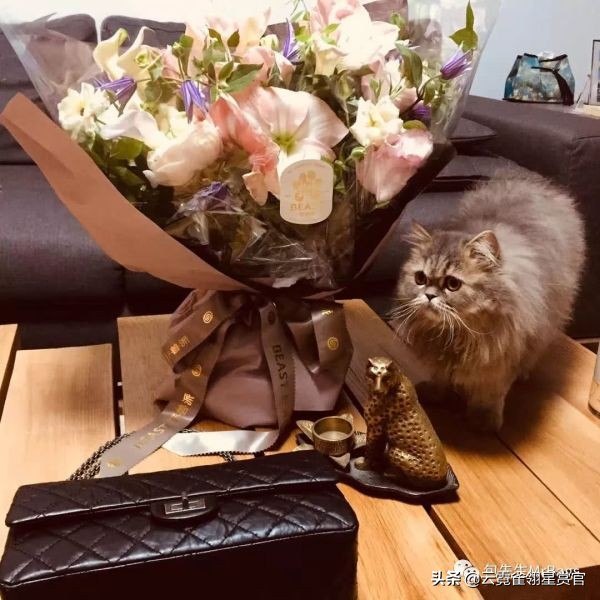 大家的包包和宠物,都太可爱了!