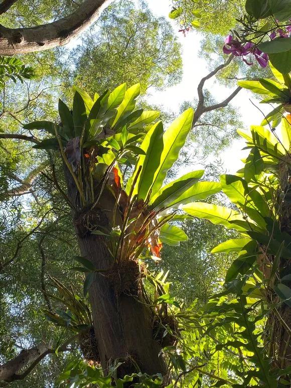 兰花冬季移种如何快速生根,把兰花种树上