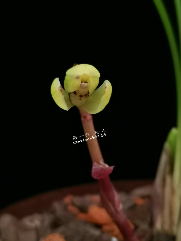 「花开欣赏」0340：春兰定缘梅单花竞开