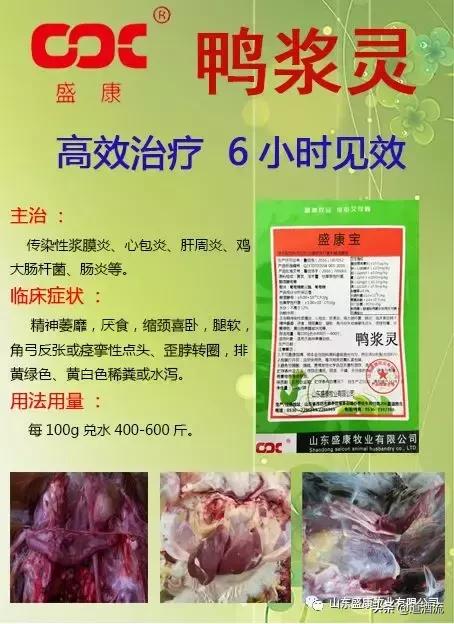 养鸭子要预防哪几种病情,怎么判断鸭病最简单方法