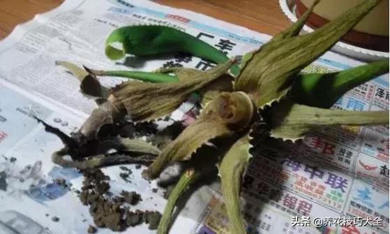 什么花也养不活,什么花都能养死