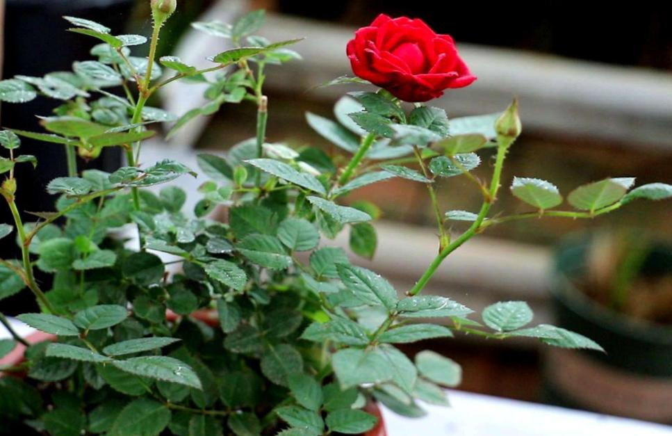 月季的霜霉病和灰霉病的区别,月季霜霉病的治疗方法视频