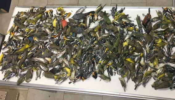 雨怎么那么大,下这么大的雨小鸟怎么办