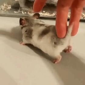 一周gif动图,一周gif图