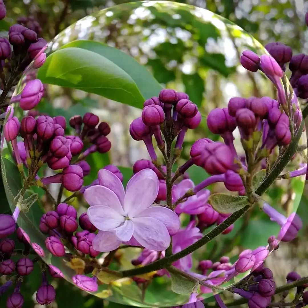 丁香花开6,丁香花开10