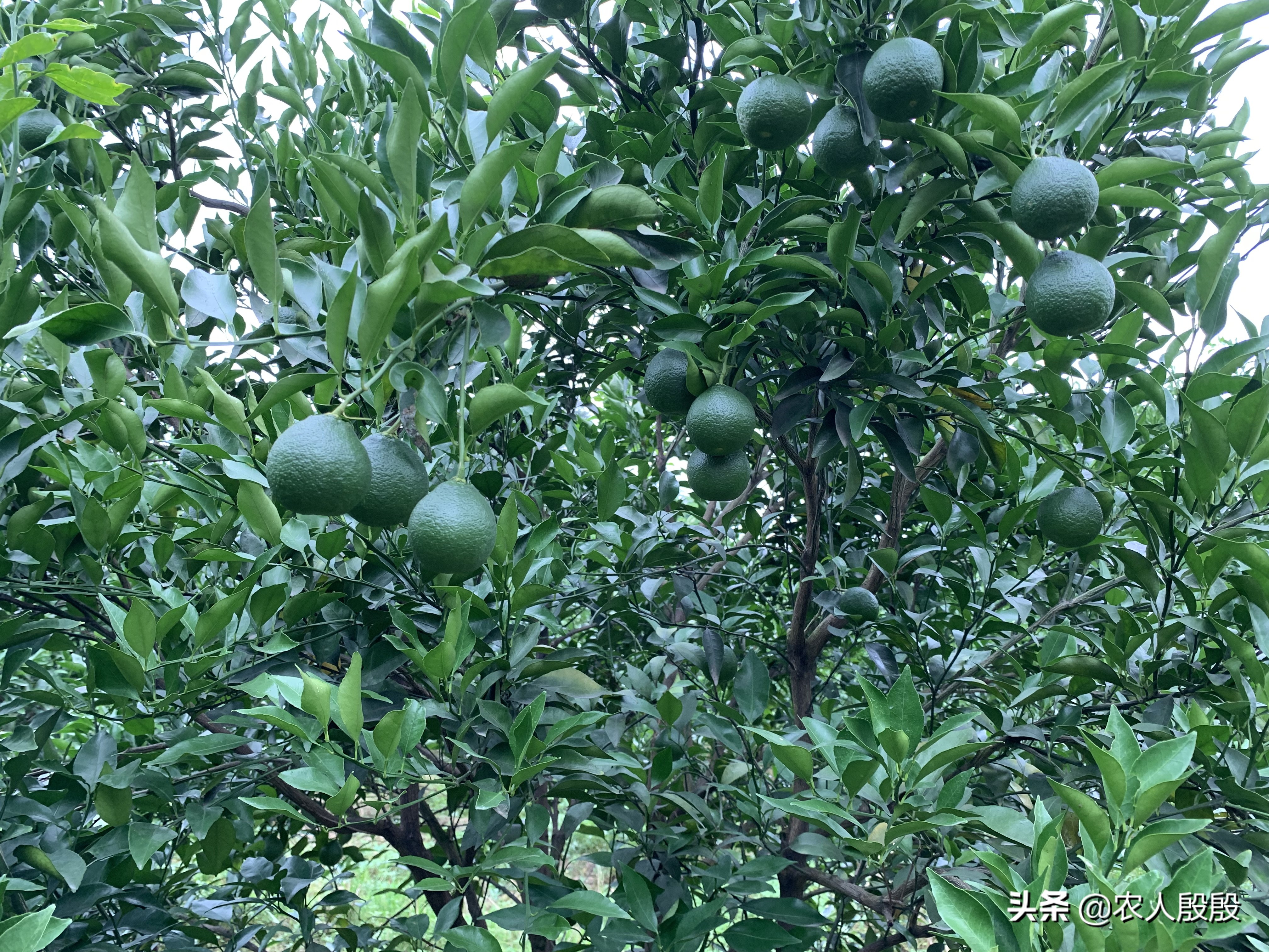 柑橘流胶病树脂病专用药,氟啶胺对柑橘树脂病有效吗