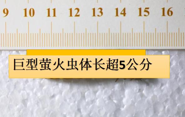 四川发现最大的萤火虫,四川的巨型萤火虫