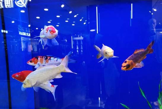 什么样的鱼叫财神鱼,世界上最奇怪的淡水鱼是什么鱼