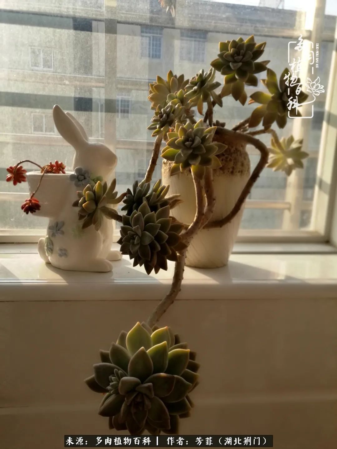 我的桃源：多肉之美，日甚一日，年胜一年