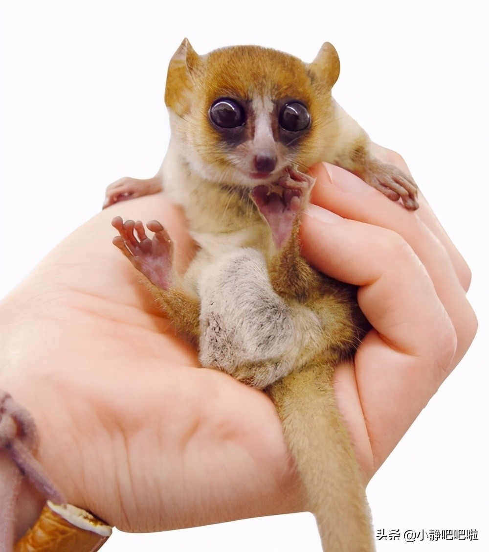 马达加斯加奇葩冷知识,你不知道的国家冷知识摩洛哥