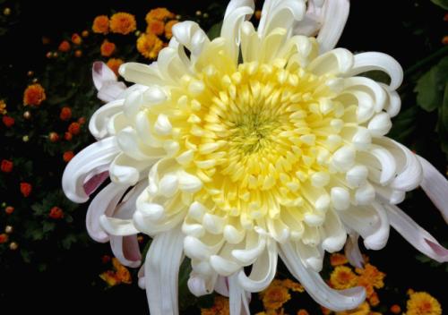 识别常见30种园林观赏植物,春季观花景观植物