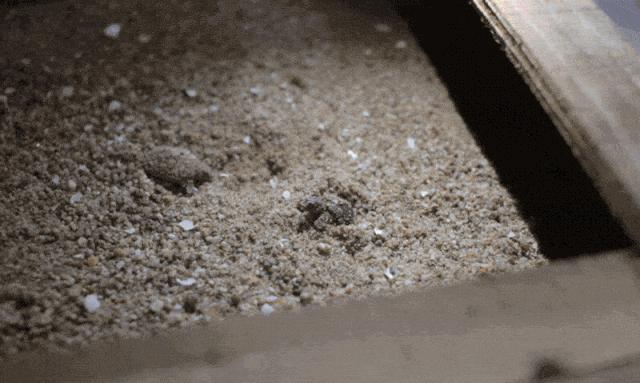 运输鲜活水产品中途死亡,甲鱼零售市场