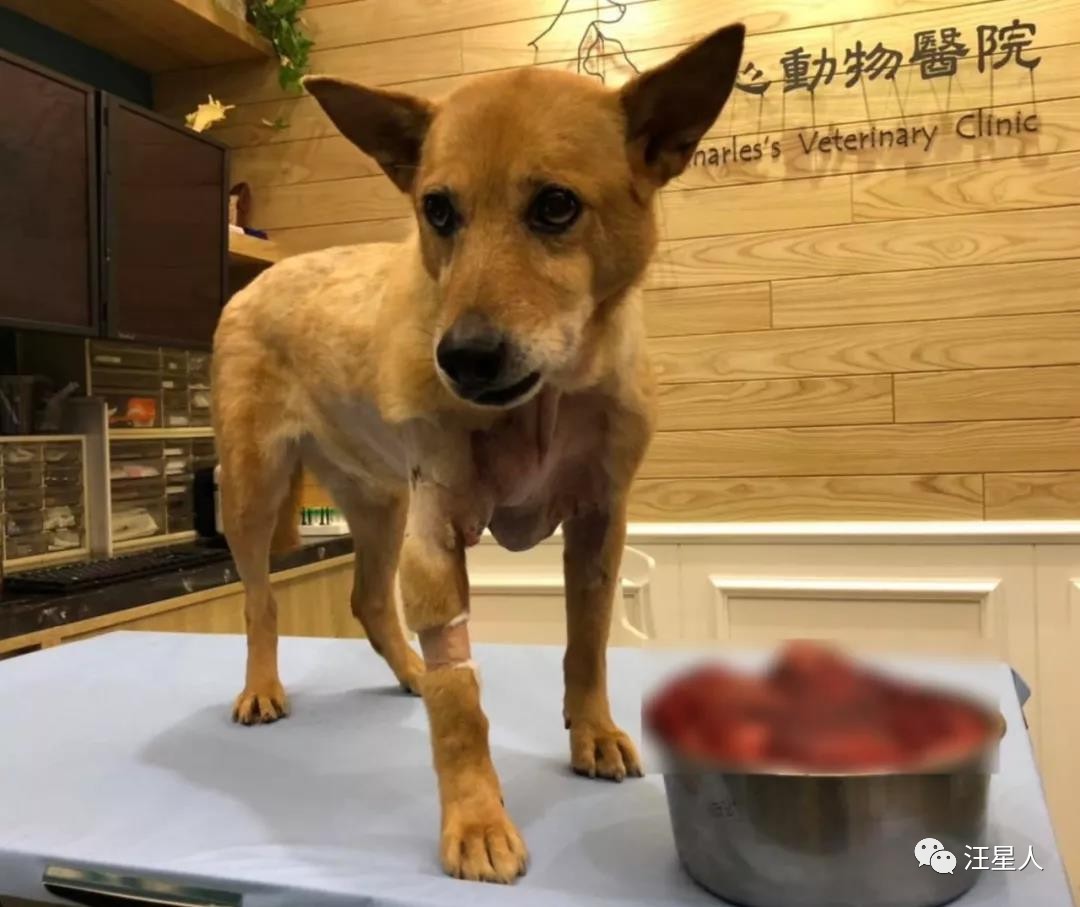 流浪狗得肿瘤,流浪狗得肿瘤被主人遗弃