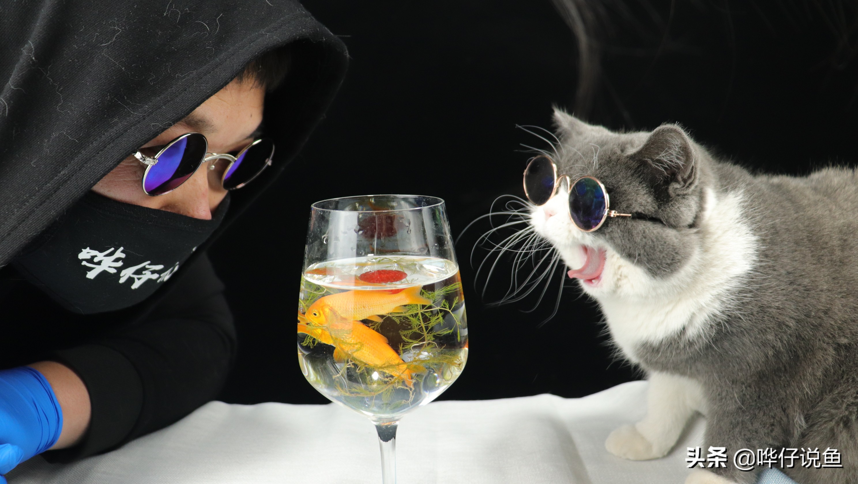 养鱼是兴趣还是爱好,养鱼属于兴趣爱好吗