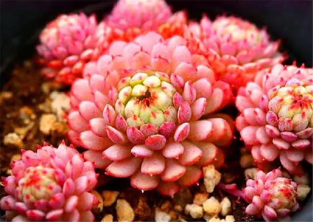 多肉小绿植怎么养,多肉植物小精灵怎么养