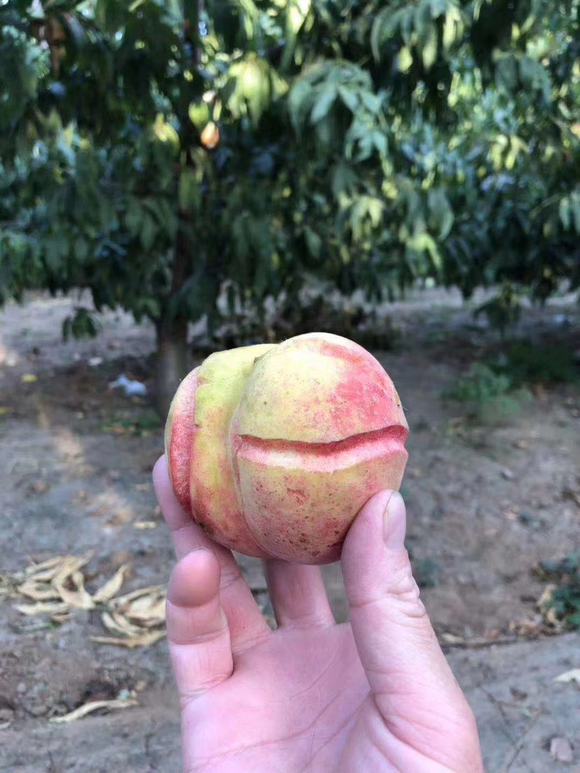 安丘大爷种的蜜桃样子丑，价格竟比普通桃子贵5倍，看看长啥样