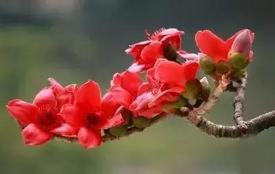 100种花的花语以及送花礼仪分享,100种花的名字和图片带花语