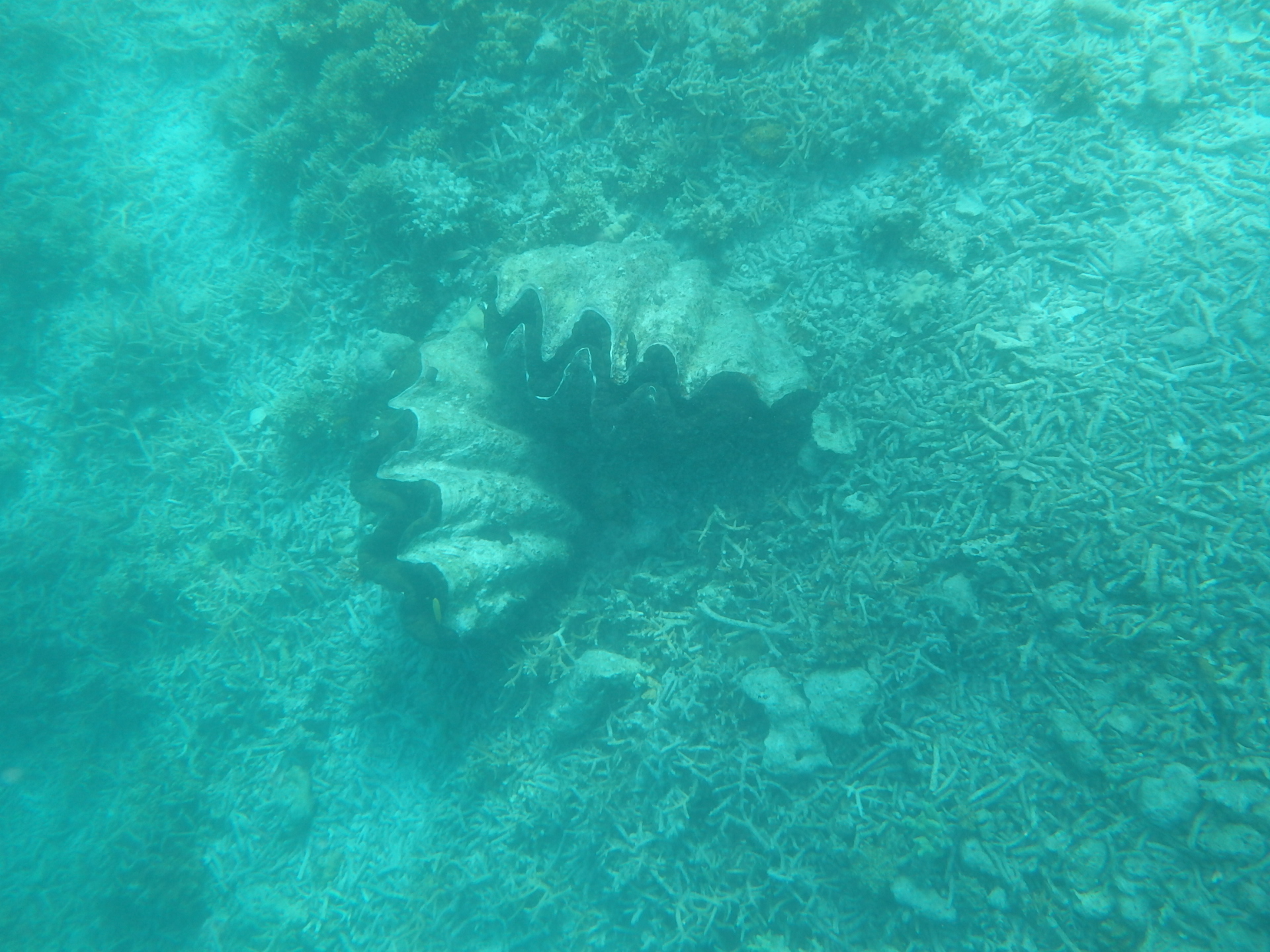 帕劳太平洋水族箱,潜水胜地帕劳水族箱
