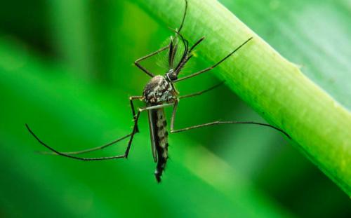 夏天最讨厌的生物蚊子,夏天可怕蚊虫