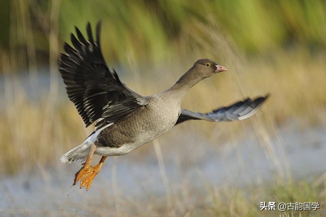 杜甫的诗最经典的十首七言绝句,杜甫的五言律诗十首好背