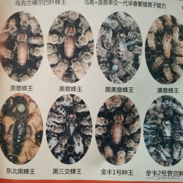 双色王的品种介绍,双色王怎样培育的