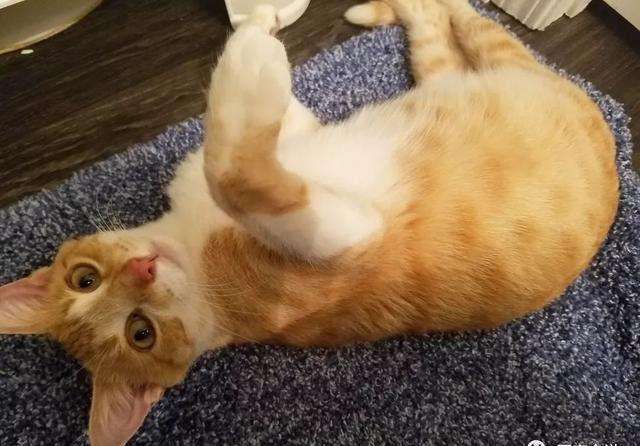 猫咪怀孕每天上蹿下跳会流产吗,猫咪流产怎么帮忙排出死胎