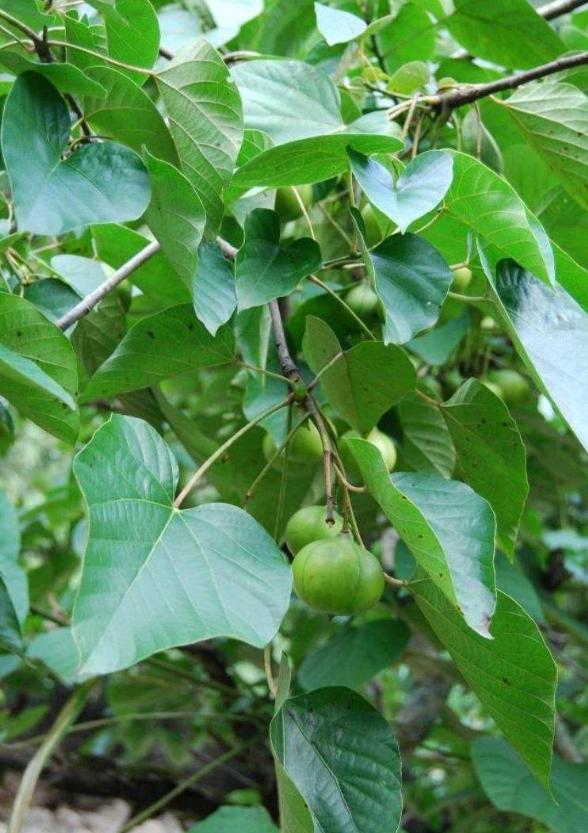 原来庐舒桐枞是一家：前有南阳襄阳争诸葛，今有庐江舒城抢文翁