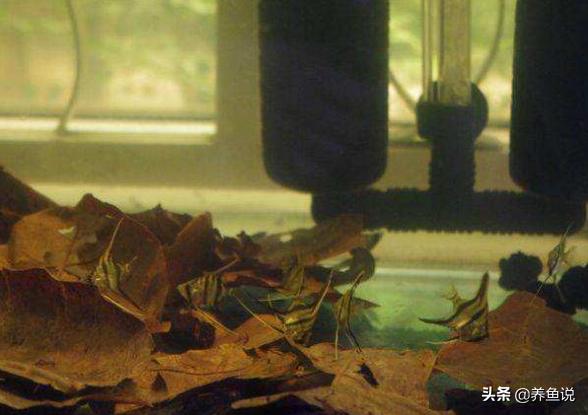 小型观赏鱼鱼缸水质过滤,调节观赏鱼水质的要点解析