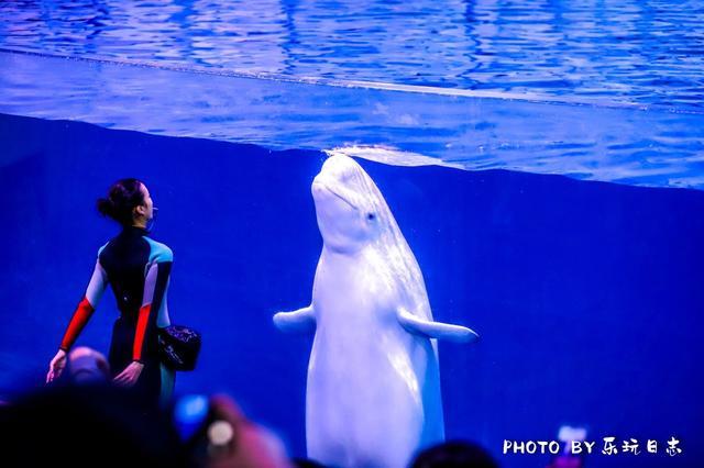 来珠海亲子必打卡景点，人工飘雪海洋动物表演，最适合周末亲子游